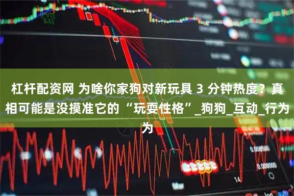 杠杆配资网 为啥你家狗对新玩具 3 分钟热度？真相可能是没摸准它的 “玩耍性格”_狗狗_互动_行为