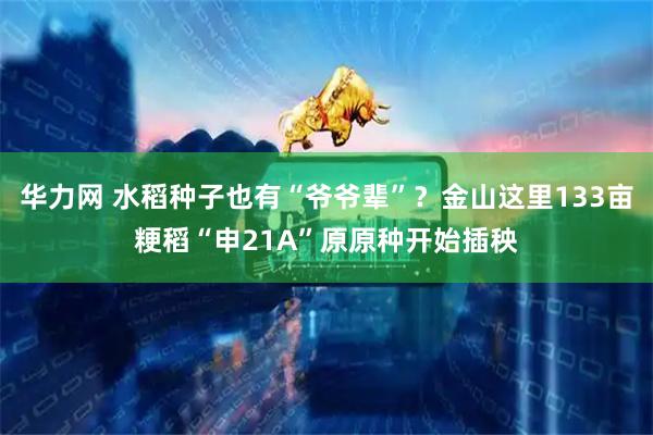 华力网 水稻种子也有“爷爷辈”？金山这里133亩粳稻“申21A”原原种开始插秧